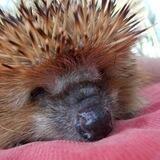 ❗️Gedanken & anderes❗️ t.me/IgelBuzz mehr News das Original mit dem Igel