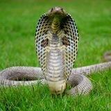 Cobra