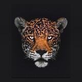 🔰 OPERAÇÃO JAGUAR 🔰