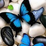 🦋جنوبية 🦋