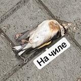 Юра