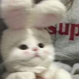 Ρ𝘳ꫀꪶ𝓲𝘴𝓽'
