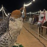 ᷂ثَـراء𓍼ོ.