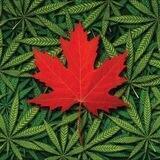 فروشگاه 🍁برگ سرخ
