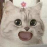猫猫🐔交流群