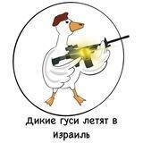 Дикие гуси летят в Израиль🇮🇱🇺🇦