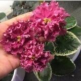 کانال فروش گلخانه شقایق