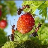 Дача моей мечты 🌱🌶️🍓