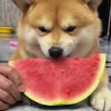 吃瓜中心🍉