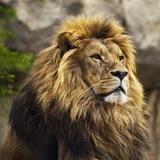 Legend calls crypto lounge🦁