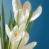 نحوه ورود به کانال vip