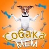 Собака мем🐶