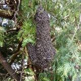🐝 Imker und die Natur