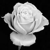 White Roses 幹起來!!