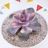 Флорариумы, кашпо, растения комнатные и уличные 🌵🌳🍀🪴 stonerose.ru @stone_rose_moscow