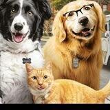 MASCOTAS ANIMALES MMS CDS DMSO