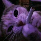 blue kittens 、子猫