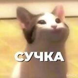 СУЧКА ОЗВУЧКА