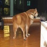 ball
