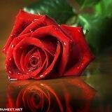صور وكلمات معبرة🌹🦋