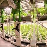 CannerGrow420 🌱 (official Partner)