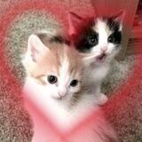୨♡୧ kitty-kitty.