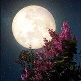 رَسَـائِـلٌ لِحَفِيـدَاتِ عَـائِشَــةِ