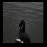 Black Swan ◡̈