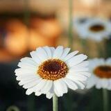 صور وخلفيات 4K