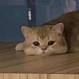 TEMAN MRNN