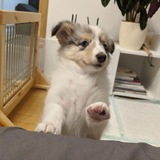 Eevee the sheltie