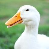 Waxy Duck Chess Tournament