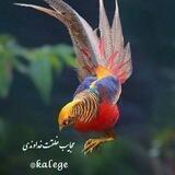 کانال عجایب خلقت پروردگار