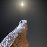 ᷂تجافيّ