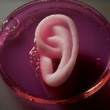 Tissue Engineering (TISSUEHUB)