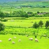 Irish Farmers,Food & Family