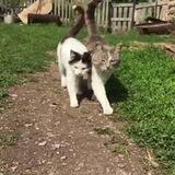 Gaia Pet´s Lovers 💖💘💝