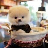 🐶Petshop ramin🐶