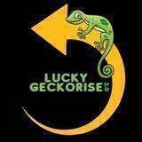 Luckygeckorise2.0 PORTAL