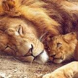 Lions of Light