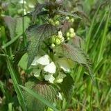 AutarkGesundBotanik 🌱🍀