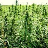 Hemp Farming & Production