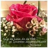 🌿🌾 Pflanzenkraft selbst gemacht 🍃🌹