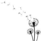 🖤 قاصدک سیاه 🥀