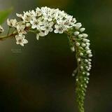 - سلُِآمآ لُِقٌلُِبَڪ.