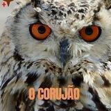 O Corujão💡