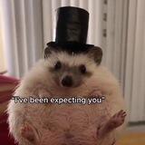 Ежеграм 🦔