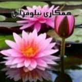 همکاری نیلوفرآبی