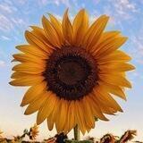 🌞 ⇦آفـتـابـگـردونـ⇨ 🌻