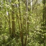 Pflege-Fee: Genusstherapie - Achtsamkeit - Waldbaden